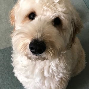 Meet your Posher, Caroline